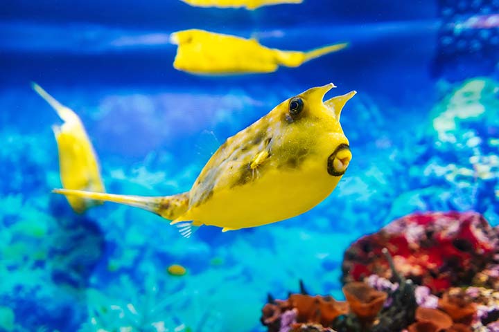 Gelber Kuhfisch am tropischen Korallenriff