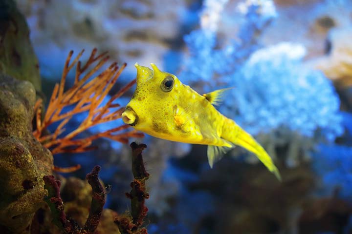 Ein Kuhfisch hat Hörner, damit er von Raubtieren nicht gefressen werden kann
