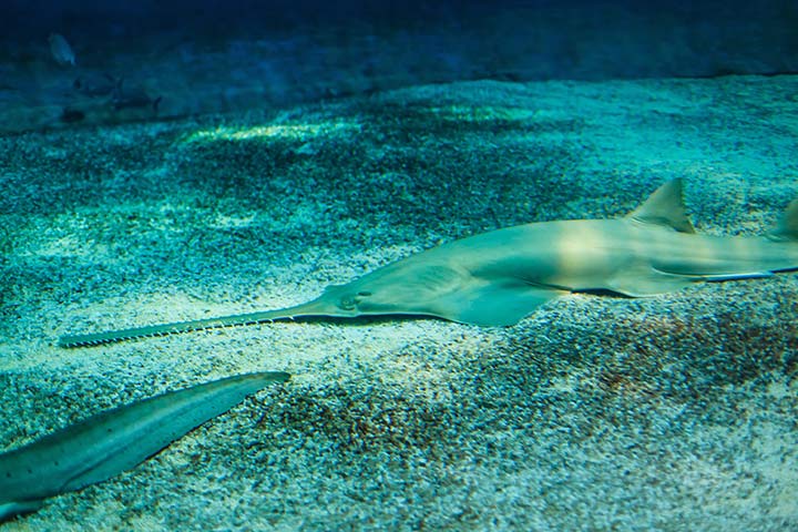 Ein Sägefisch ruht sich am Meeresboden aus