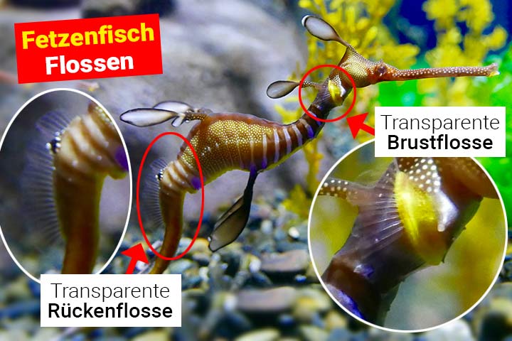 Fetzenfisch-Flossen