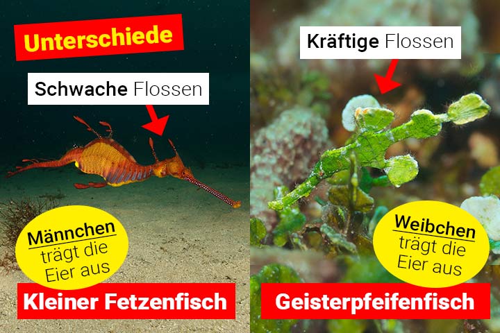 Fetzenfisch oder Geisterpfeifenfisch – Wo ist der Unterschied?