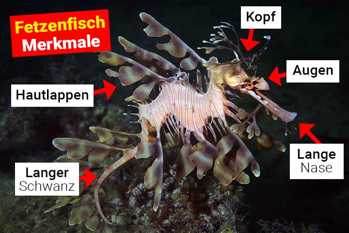 Fetzenfisch Merkmale