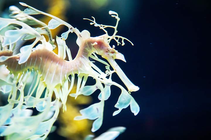Der Fetzenfisch hat einen röhrenförmigen Mund