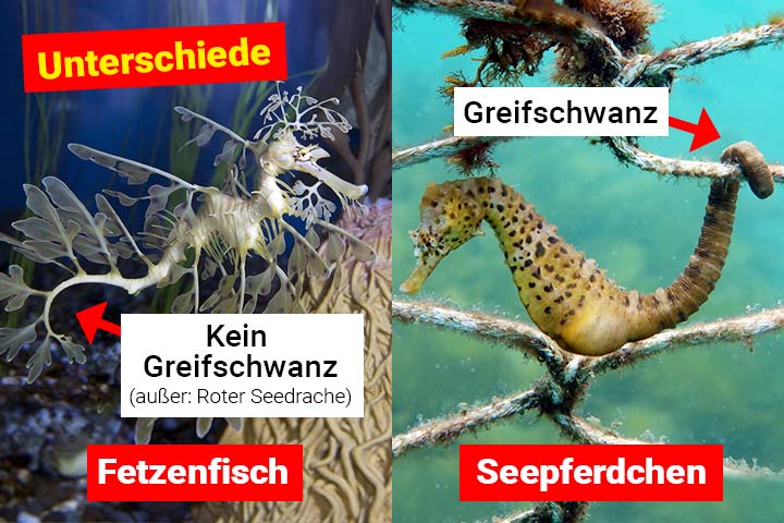 Fetzenfisch oder Seepferdchen – Wo ist der Unterschied?