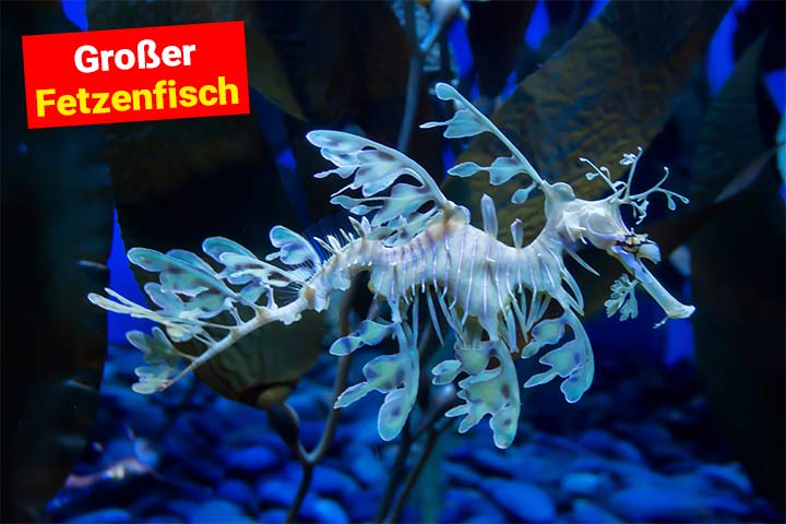 Großer Fetzenfisch