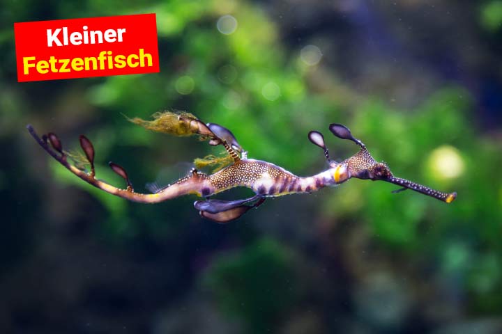 Kleiner Fetzenfisch