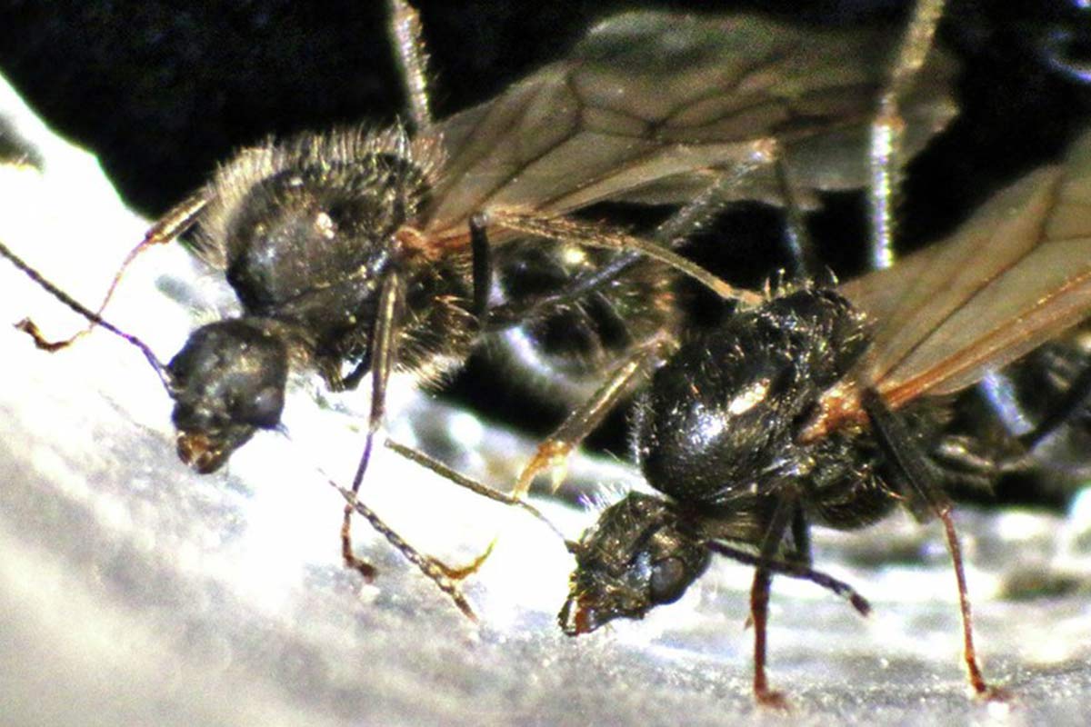 Messor ibericus und Messor structor