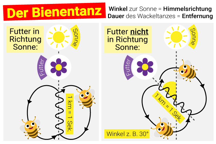 Tanz der Honigbiene