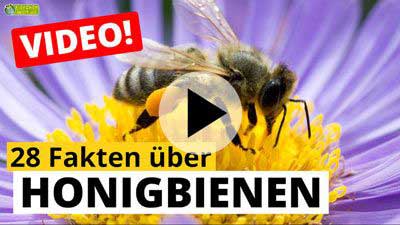 Video Honigbiene