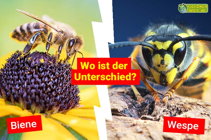Honigbienen