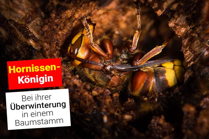 Hornissen-Königin im der Winterstarre