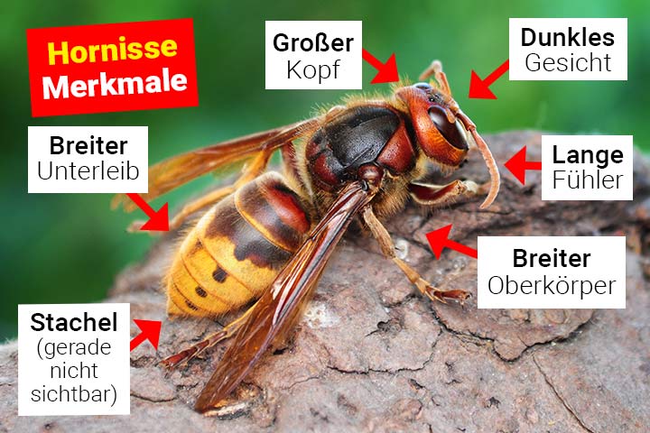 Hornisse Merkmale