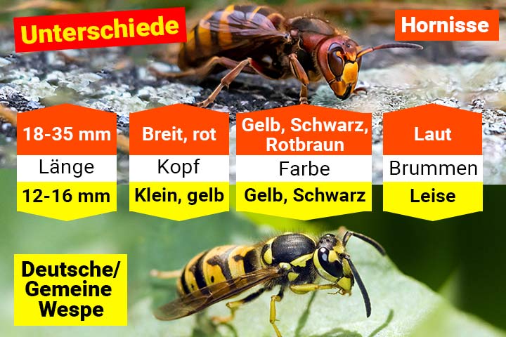 Hornisse oder Wespe – Wo ist der Unterschied?