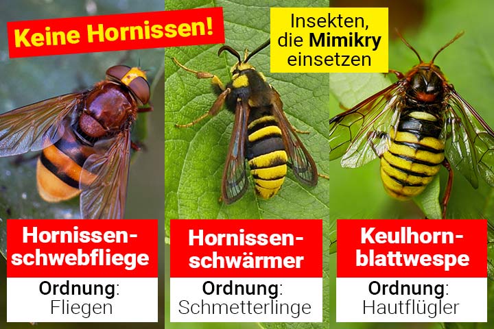 Insekten, die wie Hornissen aussehen