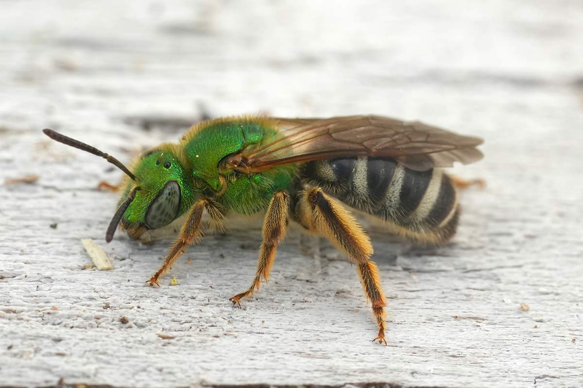 Zweifarbgie Schweißbiene Agapostemon virescens