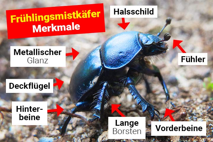 Frühlingsmistkäfer Körperbau und Aussehen
