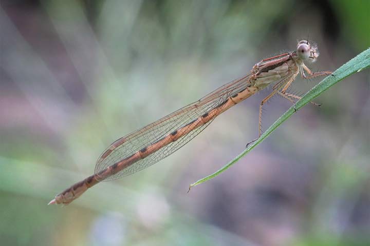 Gemeine Winterlibelle