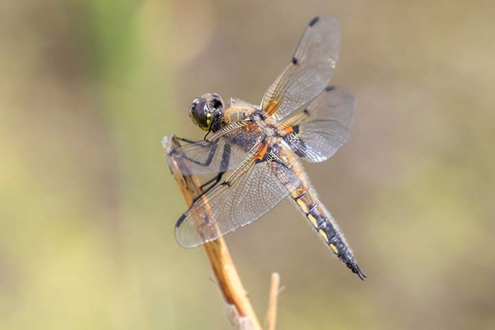 Vierfleck-Libelle