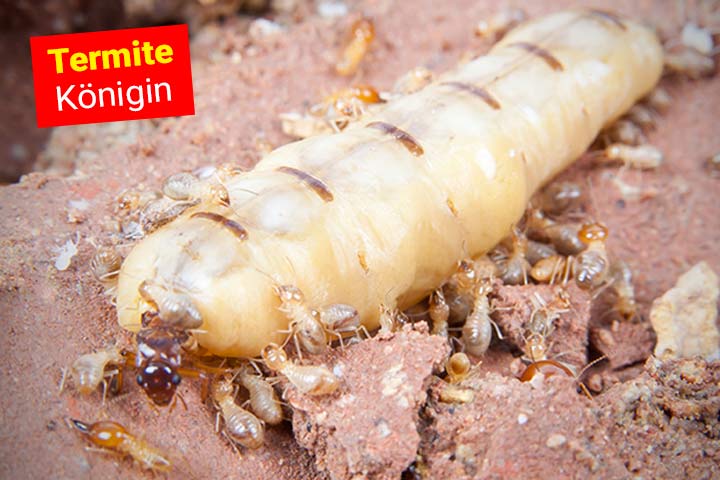 Termitenkönigin