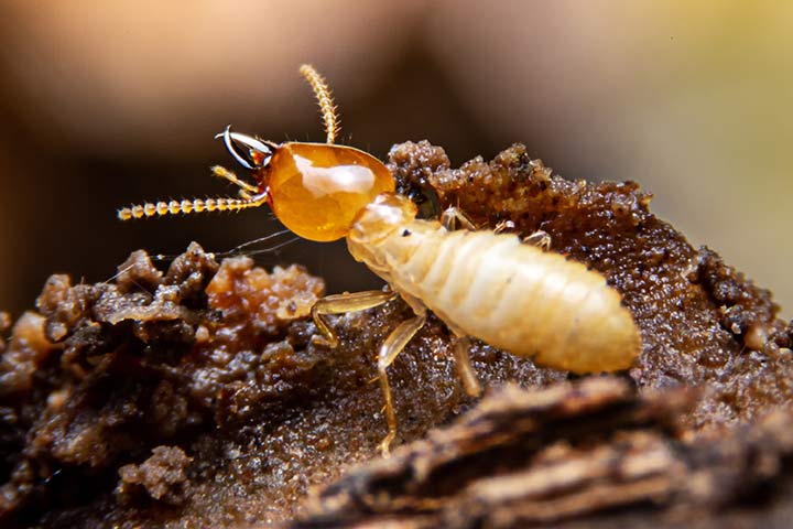 Termite