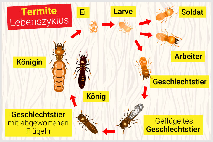 Lebenszyklus der Termiten