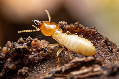 Termite