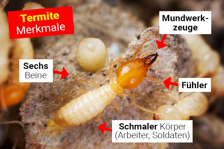 Termite Körperbau und Aussehen