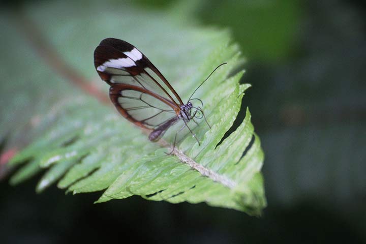 Glasflügler