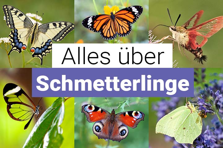 Alles über Schmetterlinge