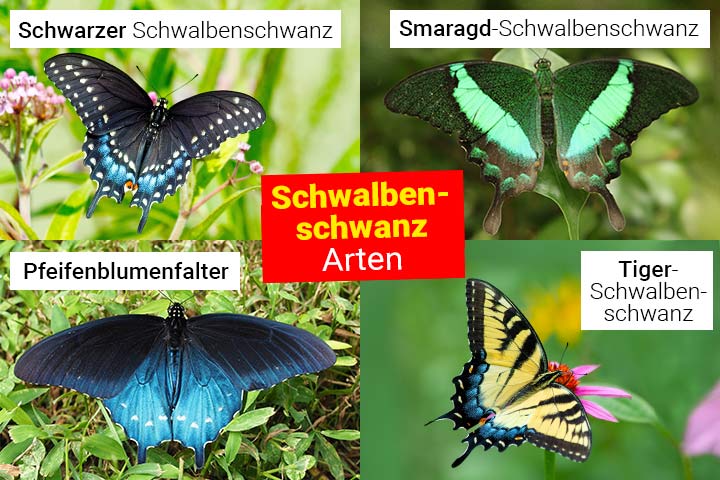 Schwalbenschwanz-Arten