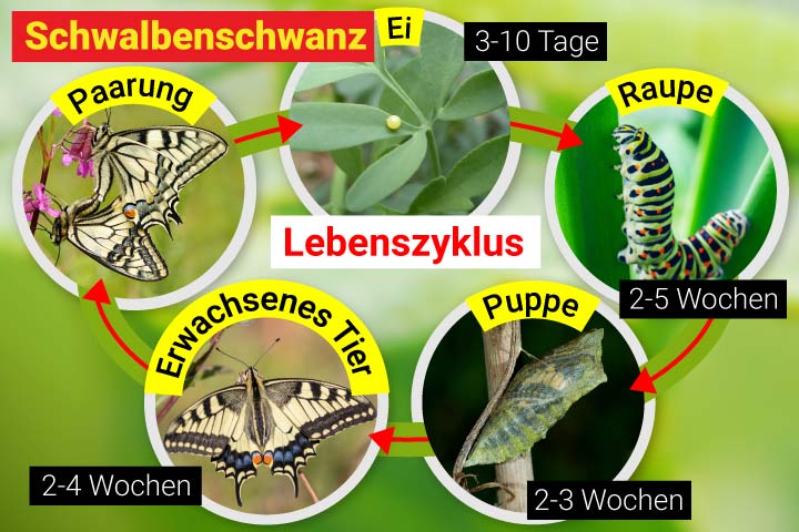 Schwalbenschwanz Lebenszyklus