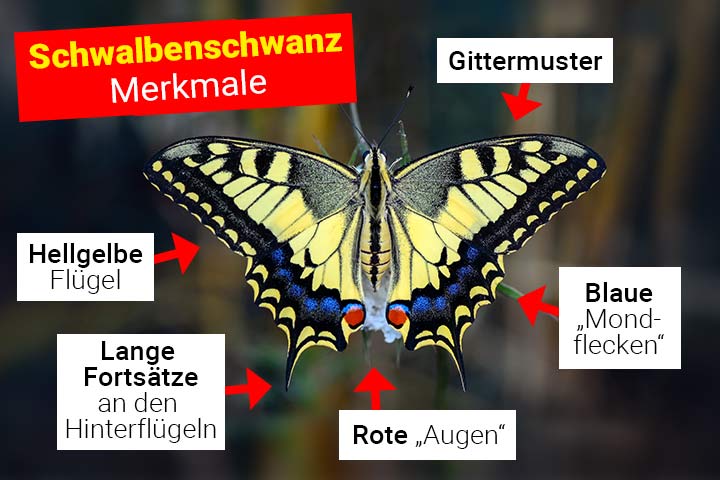 Schwalbenschwanz Körperbau und Aussehen
