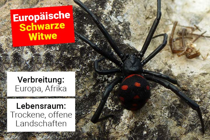 Europäische Schwarze Witwe