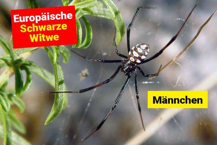 Europäische Schwarze Witwe Männchen