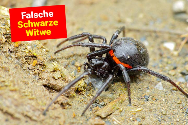 Falsche Schwarze Witwe