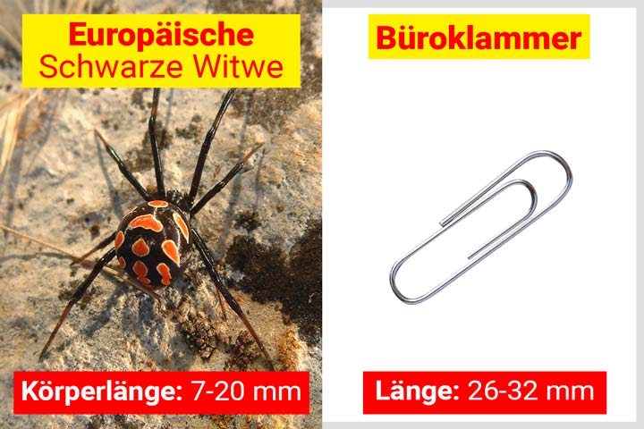 Schwarze Witwe Größe