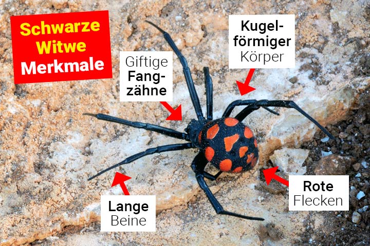 Schwarze Witwe Merkmale