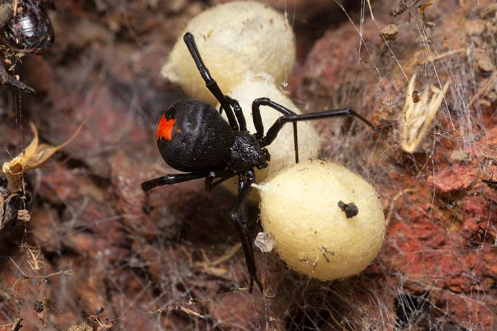 Rotrückenspinne (Schwarze Witwe)