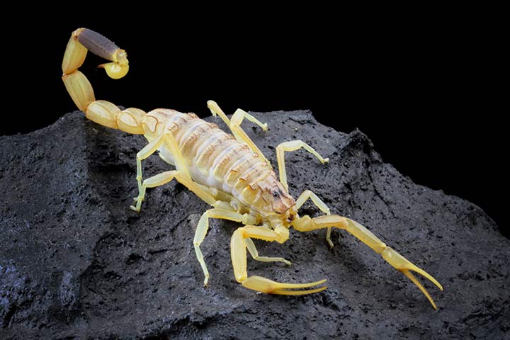 Gelber Mittelmeerskorpion
