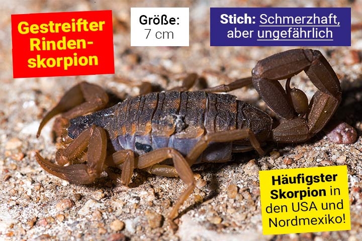 Gestreifter Rindenskorpion