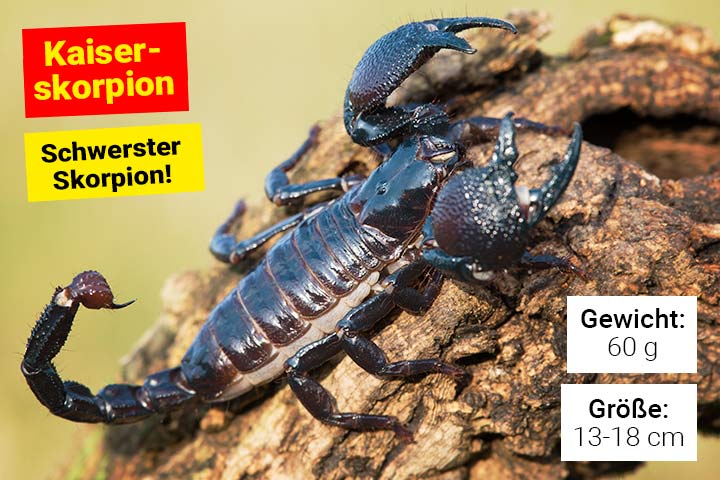 Kaiserskorpion