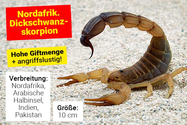 Nordafrikanischer Dickschwanzskorpion
