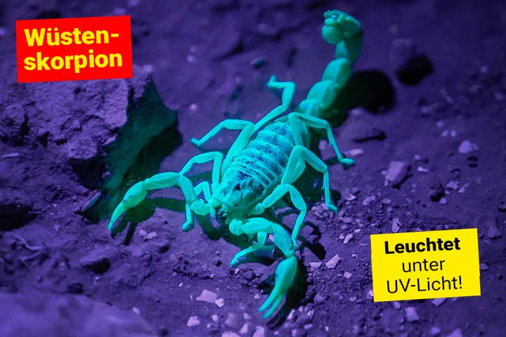 Skorpione leuchten unter UV-Licht