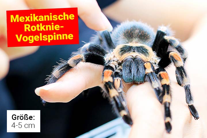 Mexikanische Rotknie-Vogelspinne