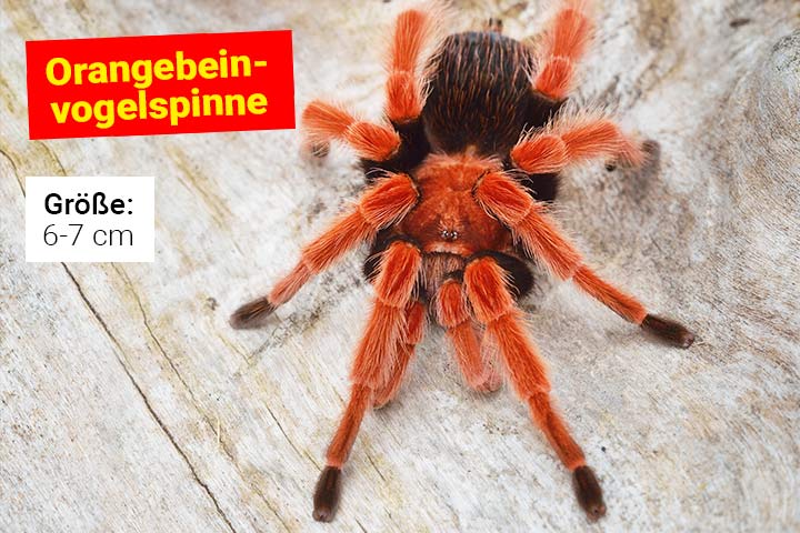 Orangebein-Vogelspinne