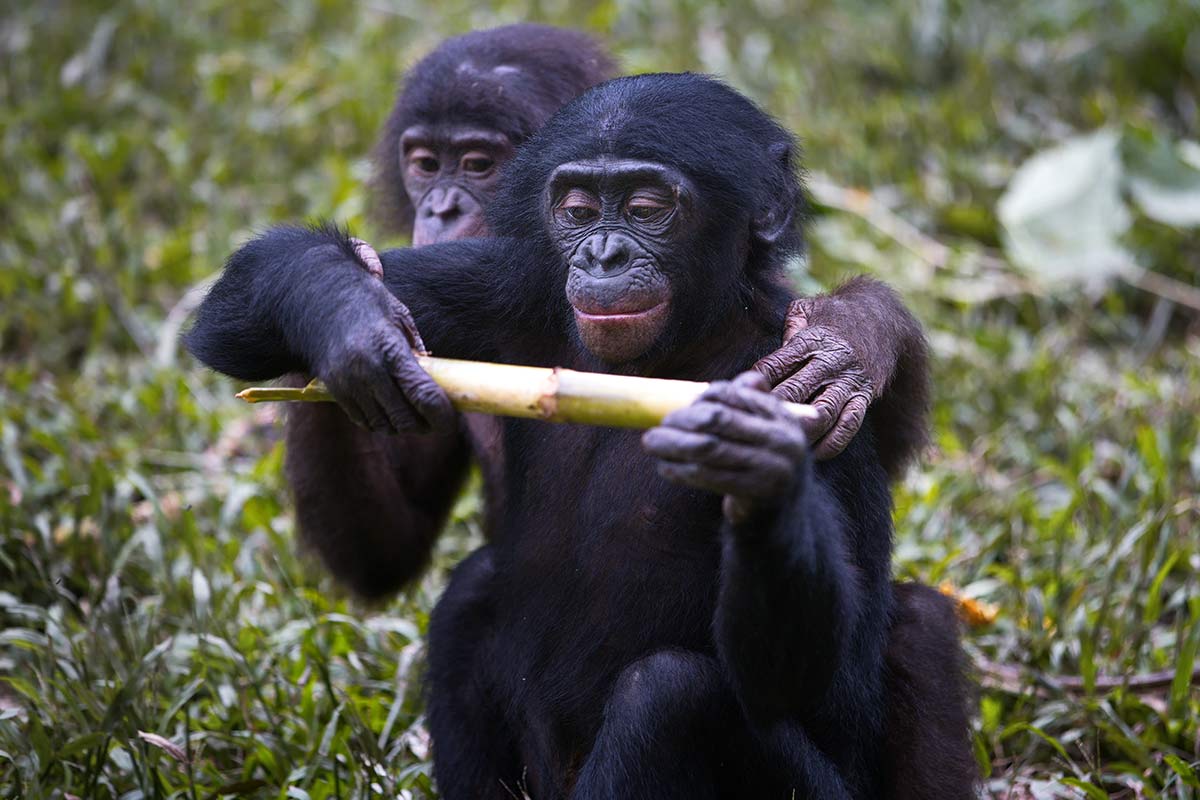 Bonobos essen pflanzen