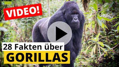 Video Gorilla