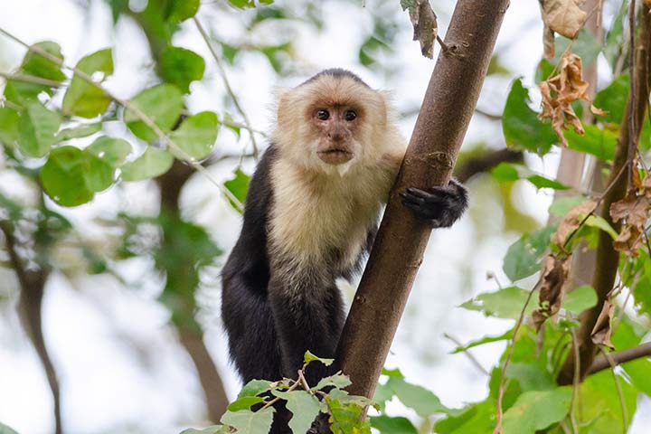 Panama-Kapuzineraffe