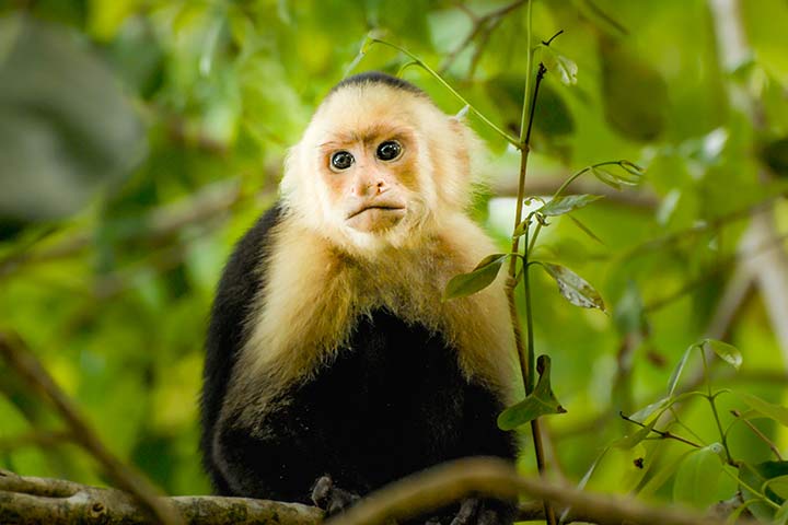 Panama-Kapuzineraffe