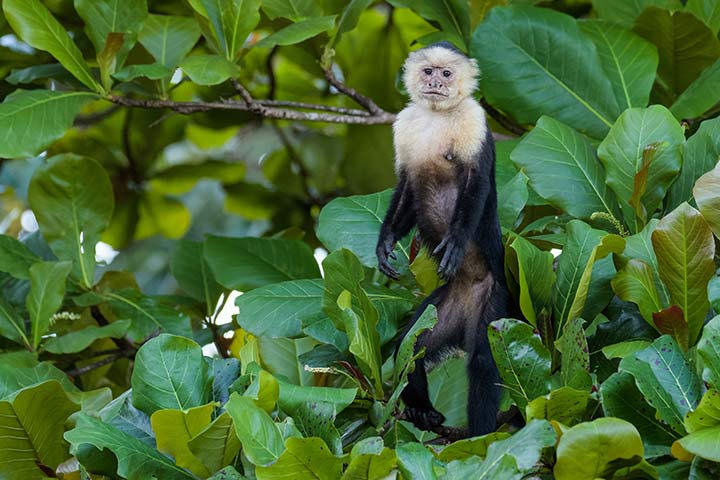 Panama-Kapuzineraffe